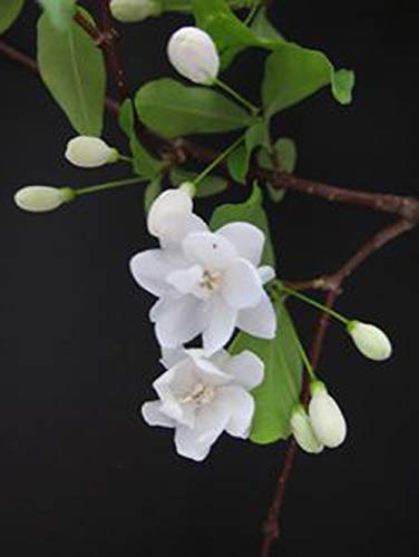White Jatropha Flower Plant - with Pot - Online Plants & Flowers ...