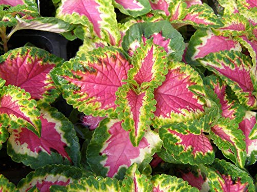 Green Pink Coleus Ornamental Plant - with Pot - Online Plants & Flowers  Delivery in Lucknow| Free Delivery in Lucknow