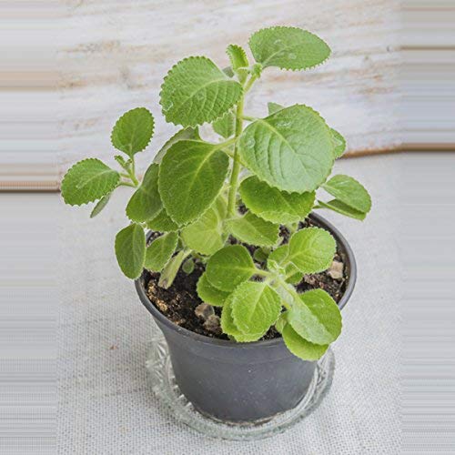 Ajwain Plant with Pot Online Plants & Flowers Delivery in Lucknow
