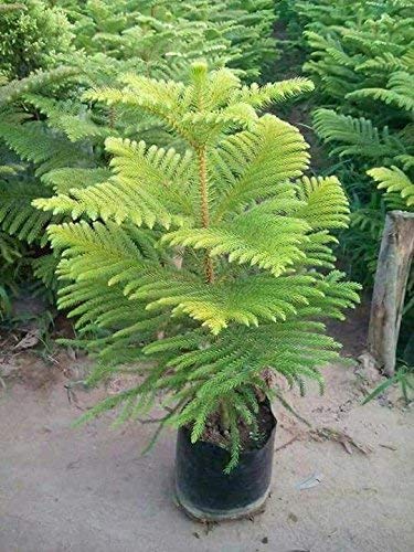 Christmas Tree/Air Purifying Plant - with Pot - Online Plants & Flowers Delivery in Lucknow