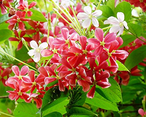 Madhumalti(Rangoon Creeper) Red White Flower Plant - with Pot - Online ...