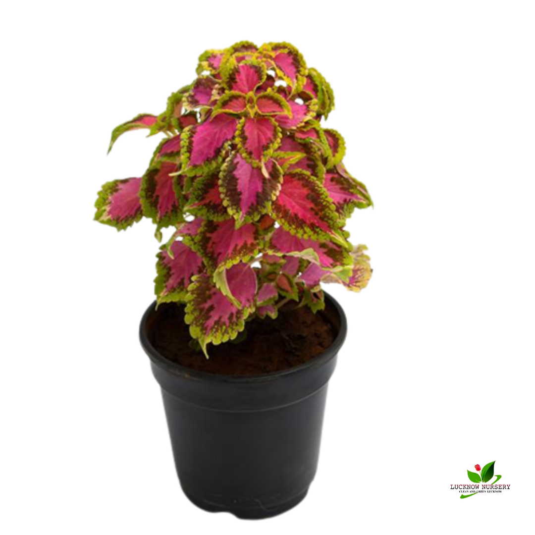 Green Pink Coleus Ornamental Plant - with Pot - Online Plants ...