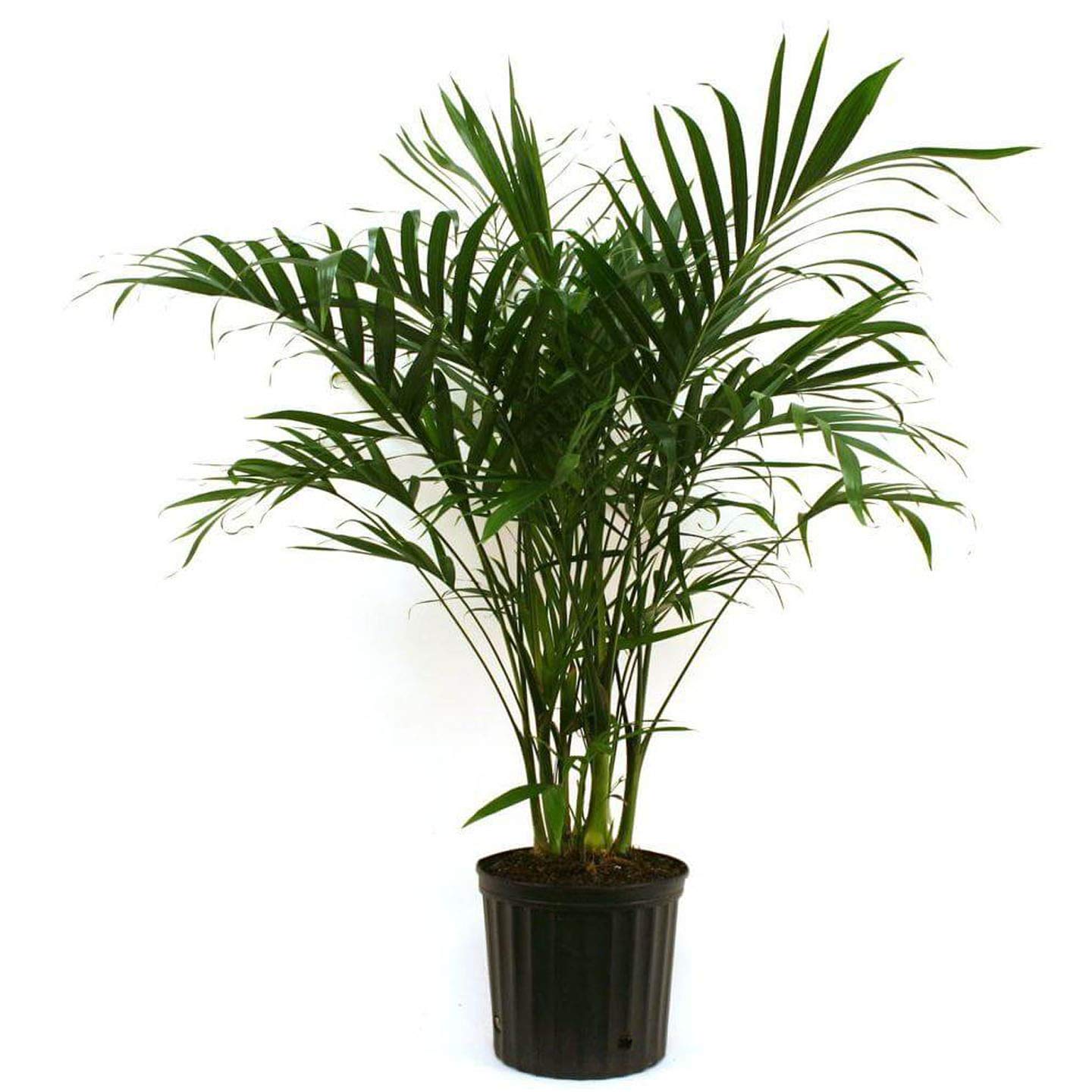 Areca Palm Plant With Pot Online Plants And Flowers Delivery In